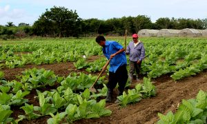 Gobierno impulsa cultivo de tabaco en la región Suroeste