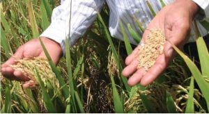 altos costos insumos agropecuarios amenaza producción arroz en el país, así lo denunció el diputado del Partido de la Liberación Dominicana, Ángel Estévez