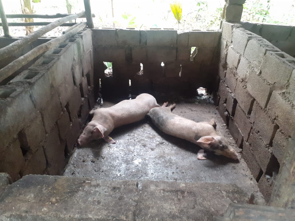 Sacrifican cerdos por peste porcina africana en Samaná