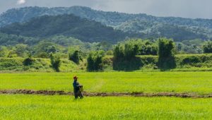 Valoran esfuerzo de Gobierno para evitar aumento precio del arroz