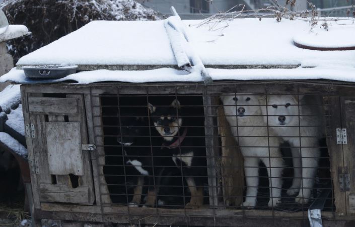 Corea del Sur formará un grupo consultor sobre el consumo de perro