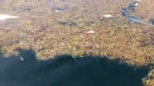 Hallan cientos de peces muertos en Bahía de Samaná
