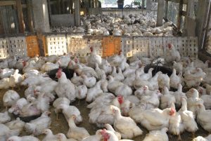 Autoridades agropecuarias garantizan abundancia de pollo en Navidad