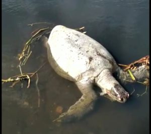 Mueren dos tortugas tinglar en la costa del municipio de Nagua