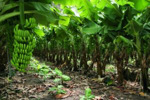 Agricultores del Valle de Azua exigen pago de RD$ 19 millones