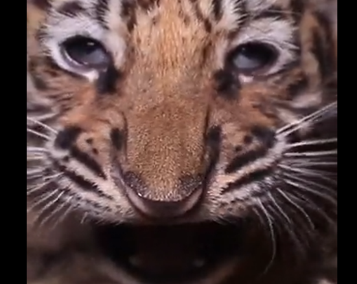 Nace tigre en el Zoológico Nacional y buscan nombre para él felino