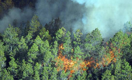 Intentan sofocar incendio en el Parque Nacional José Armando Bermúdez
