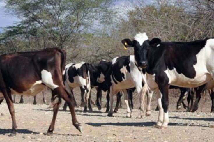 Frustran robo de 12 cabezas de ganado serían llevados a Haití