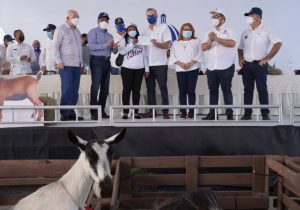 Abinader pone en marcha proyecto de crianza de chivos y ovejas en Azua