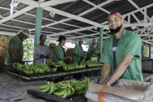 Edesur interconecta más de 300 exportadores de banano orgánico en Azua