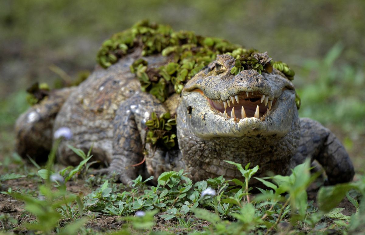 Identifican restos humanos hallados en la boca de caimanes en Florida