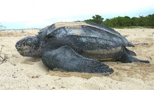 Hallan gigantesca tortuga tinglar en playa de Rincón en Las Galeras