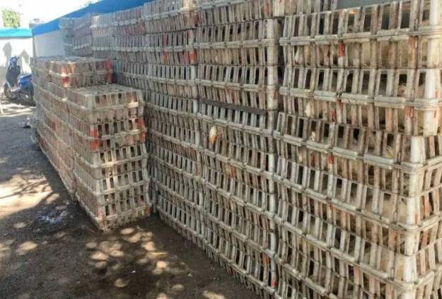 Detienen en Los Alcarrizos tres personas que robaron 553 pollos