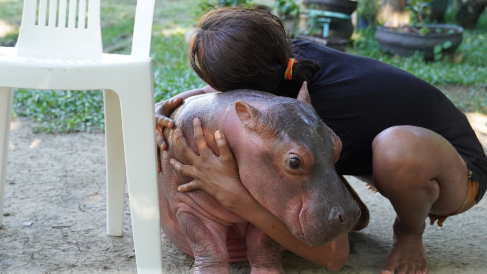El incierto futuro de los "preocupantes" hipopótamos de Pablo Escobar