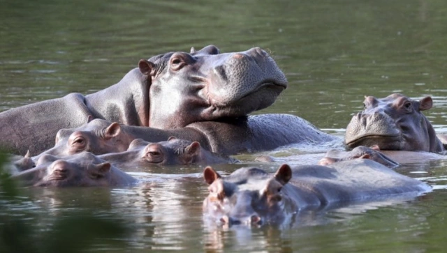 El incierto futuro de los "preocupantes" hipopótamos de Pablo Escobar