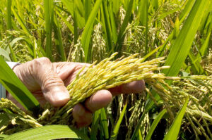 MP procesa a diez productores de arroz por contaminación atmosférica