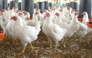Gobierno subsidiara la producción de pollos con RD$ 700 millones