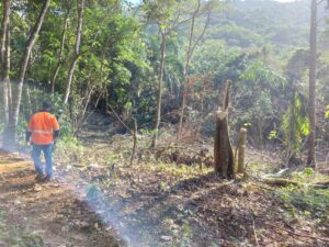 Procuraduría de Medio Ambiente obtiene medida de coerción por tala de árboles en Maimón