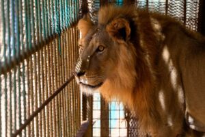 Video: En zoológico de Jamaica hombre pierde sus dedos tras provocar a un león
