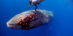 Le realizan una eutanasia a una ballena en España herida de muerte por basura marina