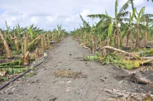 Agricultura auxilia productores de plátanos afectados por tornado