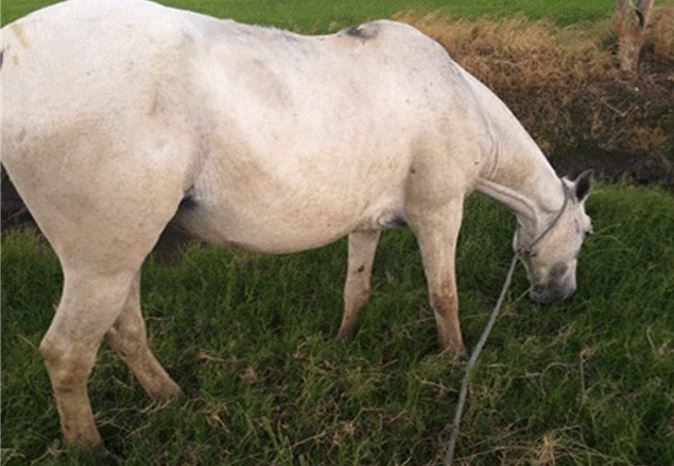 Hombre mata de tres disparos un caballo que le comió arroz en Villa Riva