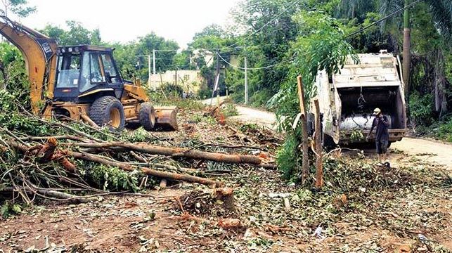 Ministro Medio Ambiente pide al MP cumplir su rol ante tala de árboles en Palmarejo
