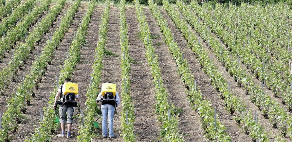 Químico denuncia uso pesticida prohibido en actividades agrícolas en RD
