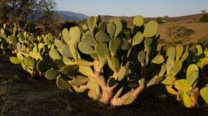 Cactus pueden servir como antenas de wifi según descubrimiento