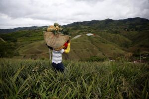 Sector agrícola de América Latina presenta escasez de insumos y altos precios