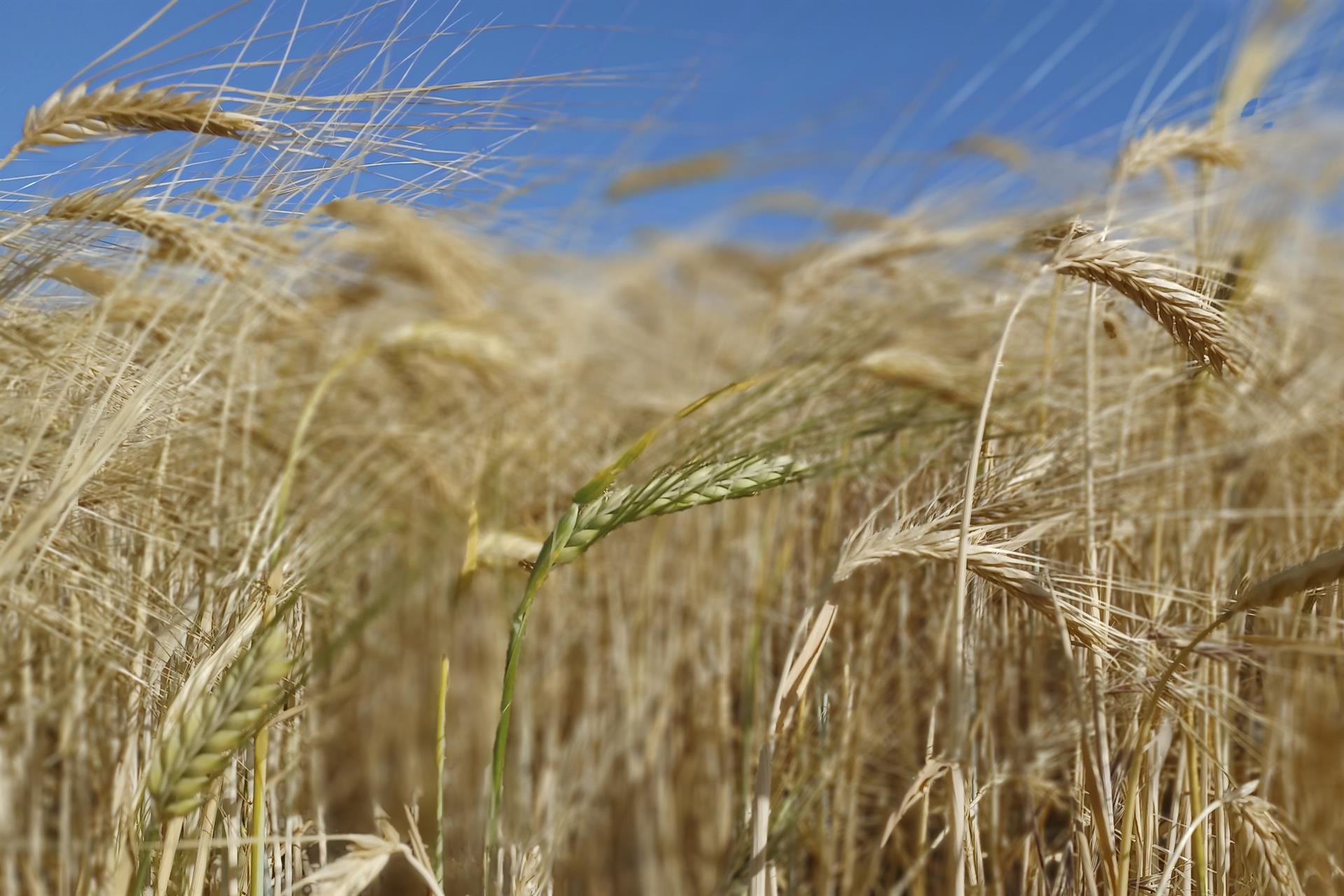 Londres da un mes para exportar el grano ucraniano y evitar la hambruna global