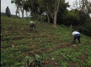 Apresan decenas de nacionales haitianos y desmantelan cultivos en sierra de Bahoruco
