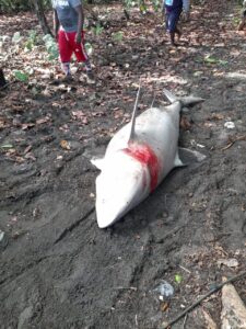 Medio Ambiente somete dos hombres por captura y muerte de tiburón blanco en Nizao