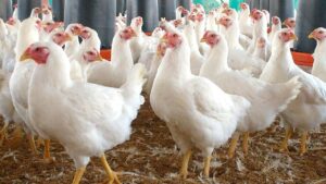 Gobierno importará 2 millones de pollos; en el país se consumen 600 mil diarios