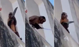 Mono con cuchillo entraba a casas a robar y se hace viral